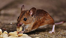 24 Hour & Emergency Exterminators in Edwardsville, NY